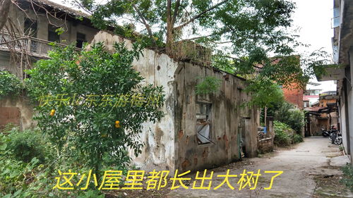 广东梅州制药厂老厂,被遗弃的厂房破败不堪,住在老宿舍的退休工人等着拆迁